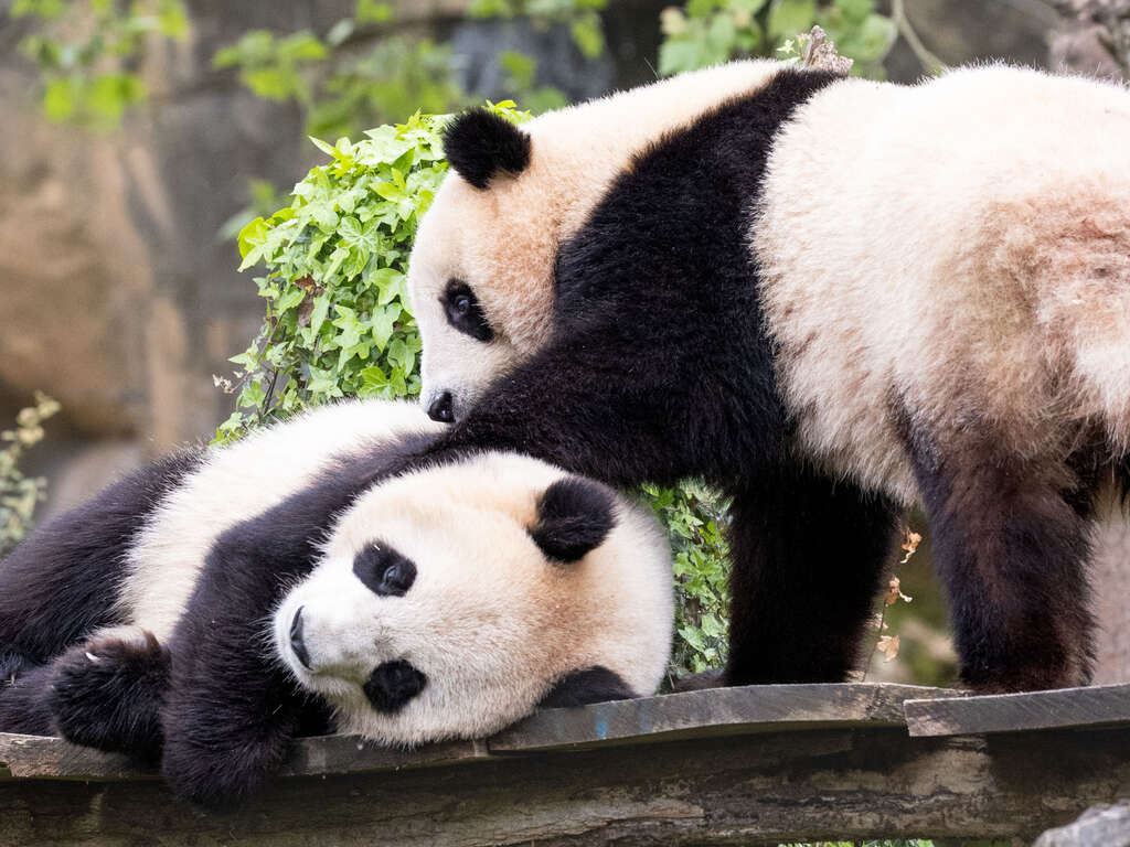 Week-end au vert avec entrée au Zoo de Beauval (à 1 heure) - 3*