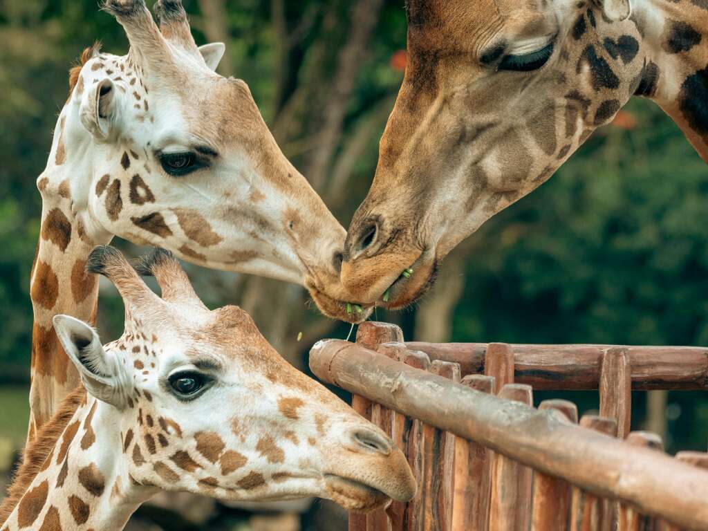 Week-end avec visite du ZooSafari de Thoiry - 4*