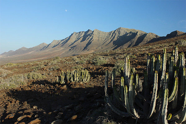 Circuit Fuerteventura entre Océan et Terres Sauvages - Logement au Jumbo Bakour Fuerteventura La Pared 3*
