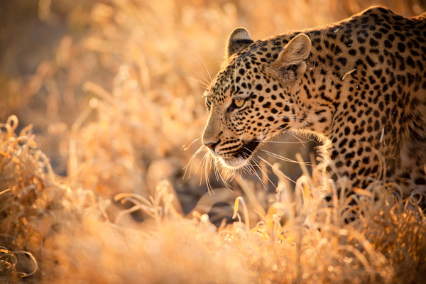 Circuit Toutes les Richesses d'Afrique du Sud 3*